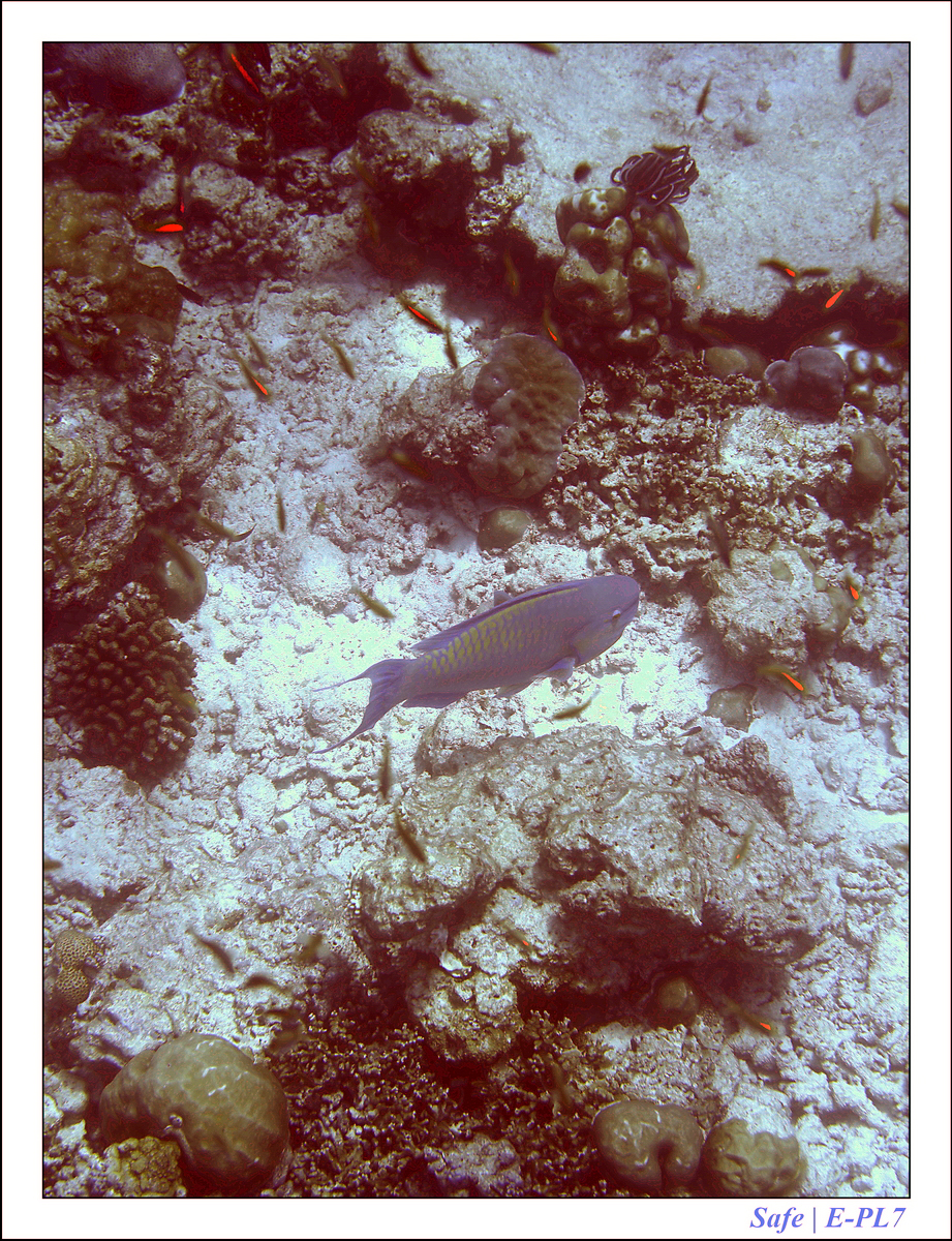 2019 - 07 - Snorkeling maldives - 28
